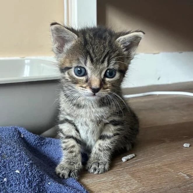 Adoptiepagina, male puppy European Shorthair for adoption at ROZE Eindhoven