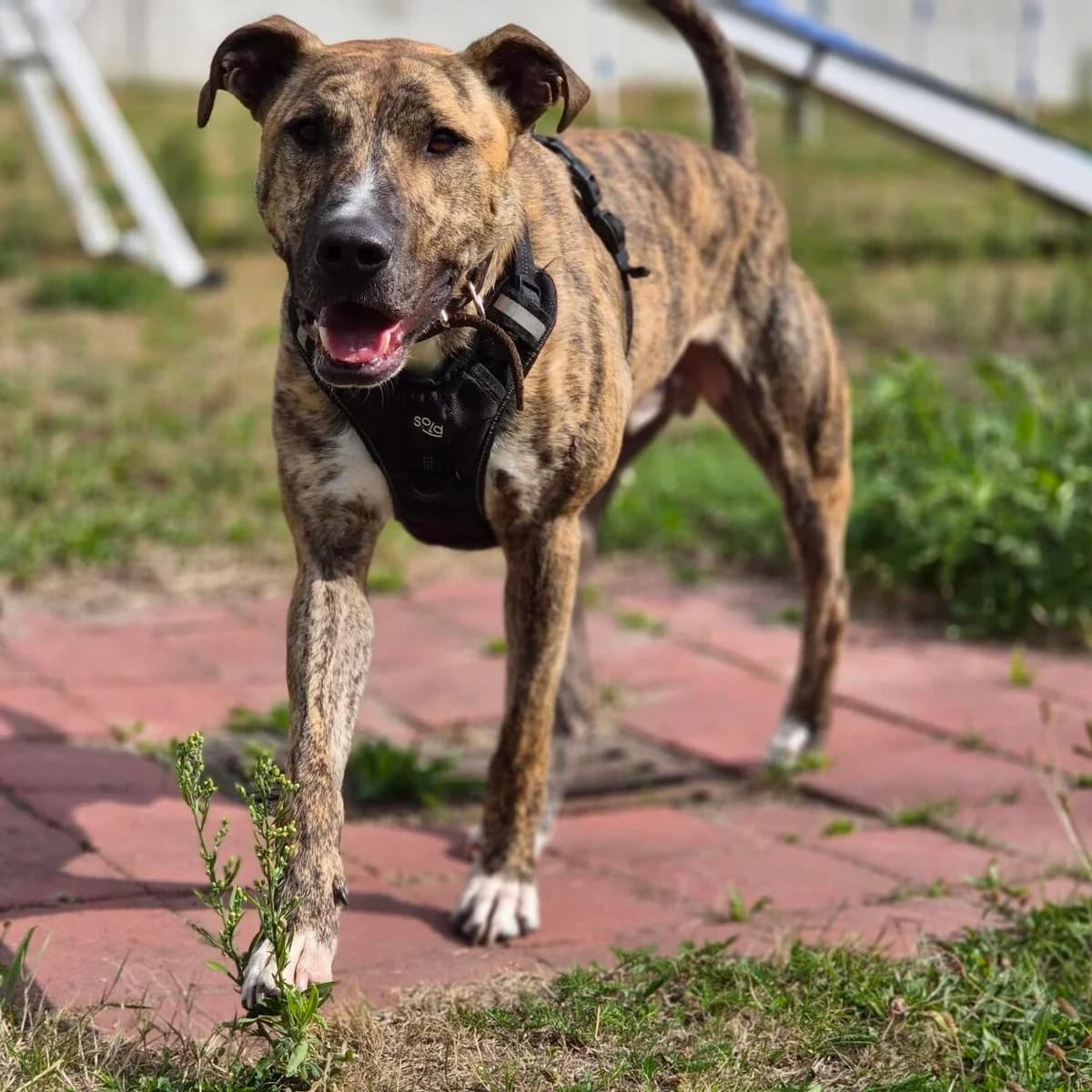 Vito, male young mixed breed for adoption at ROZE Eindhoven