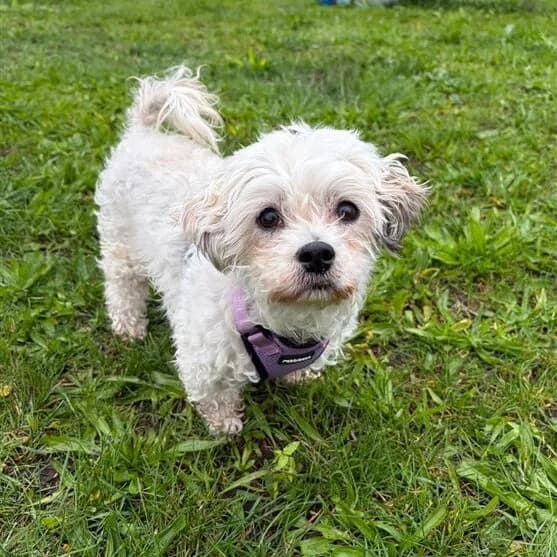 Minka, female senior mixed breed for adoption at ROZE Eindhoven