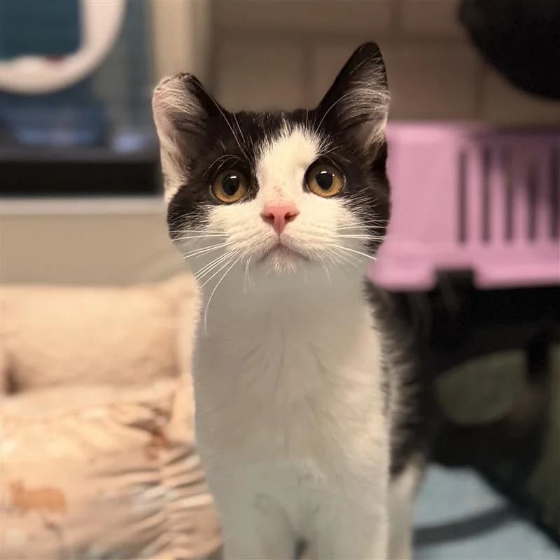 Zorro, male puppy European Shorthair for adoption at ROZE Eindhoven