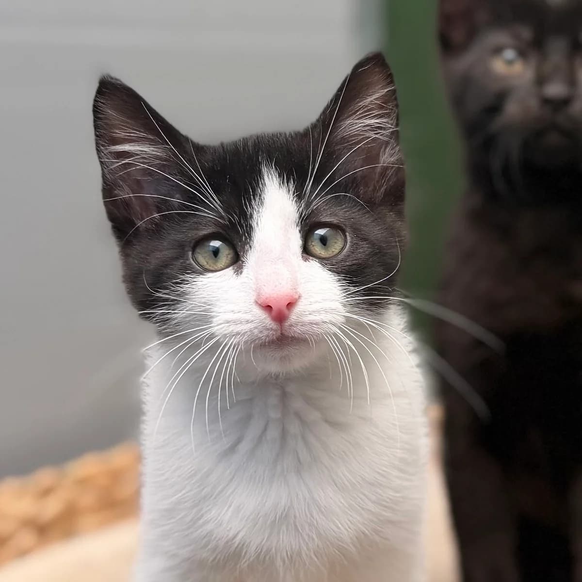 Freddy, male puppy European Shorthair for adoption at ROZE Eindhoven