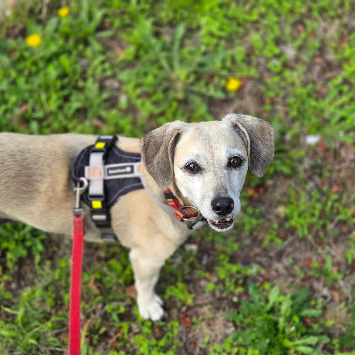 Adoptiepagina, female senior Dachshund for adoption at ROZE Eindhoven