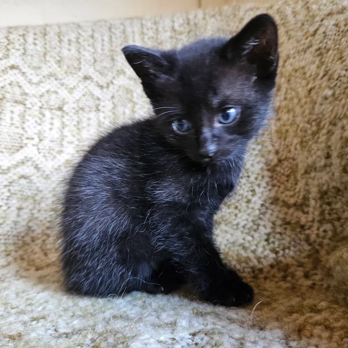 Adoptiepagina, male puppy European Shorthair for adoption at ROZE Eindhoven