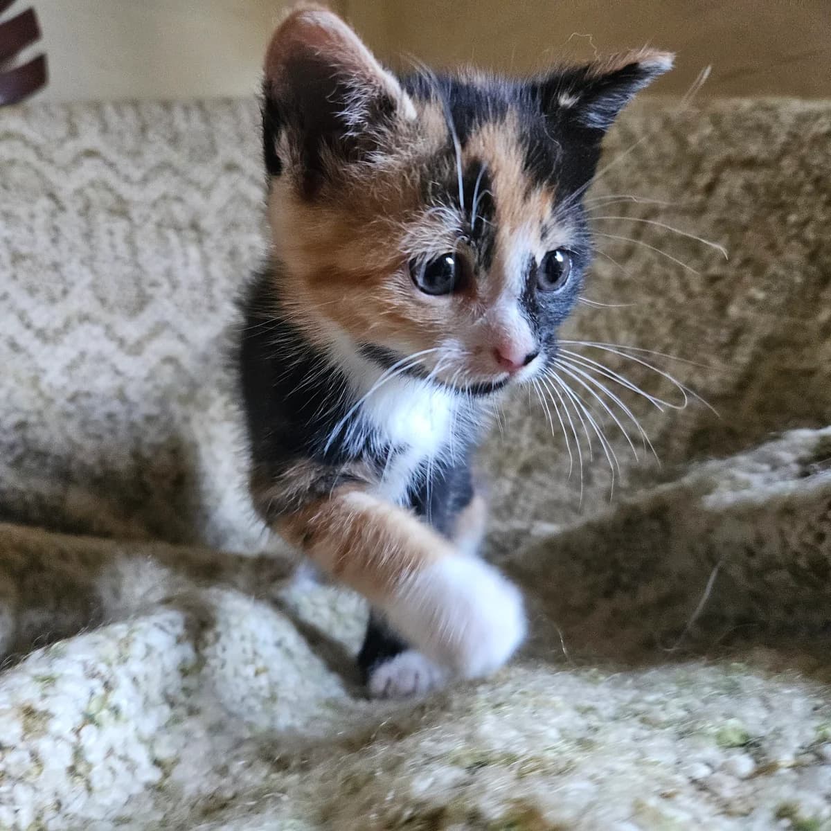 Adoptiepagina, female puppy European Shorthair for adoption at ROZE Eindhoven