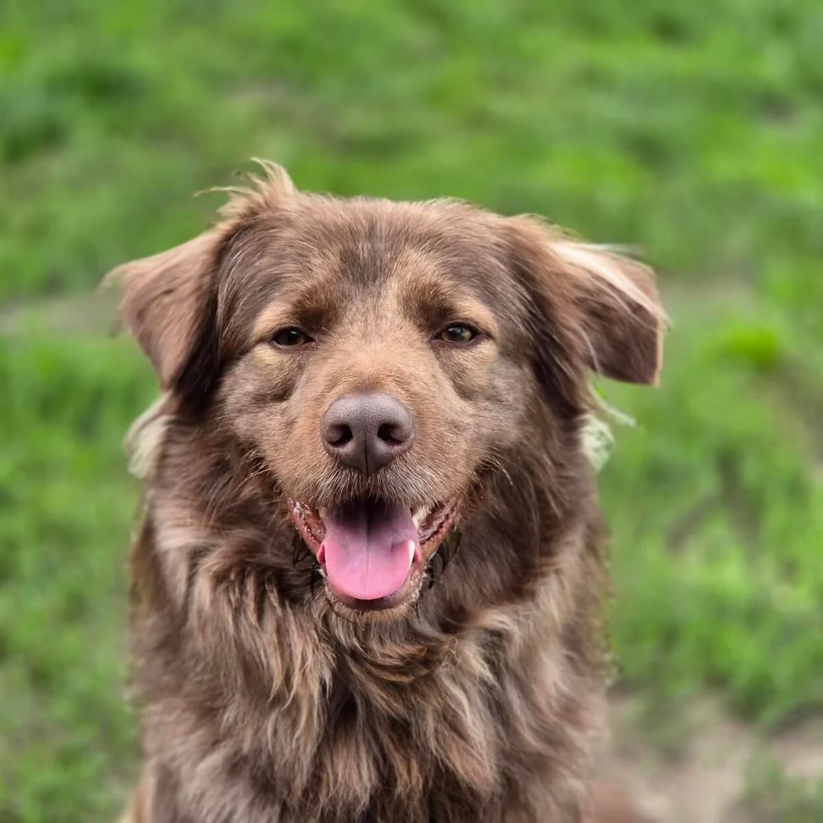 Morris, male young mixed breed for adoption at ROZE Eindhoven