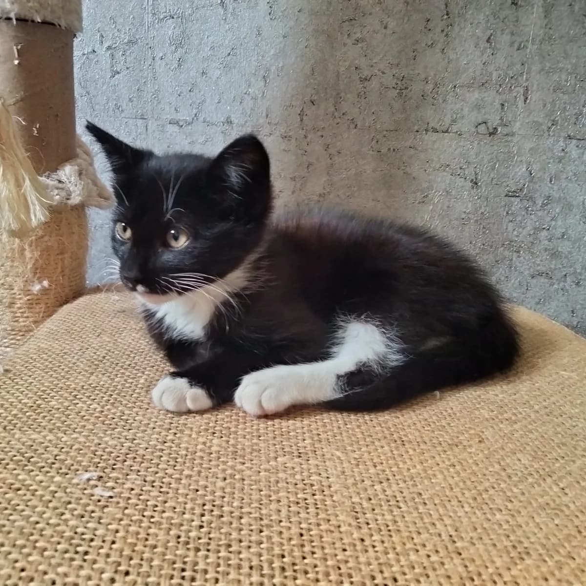 Adoptiepagina, male puppy European Shorthair for adoption at ROZE Eindhoven
