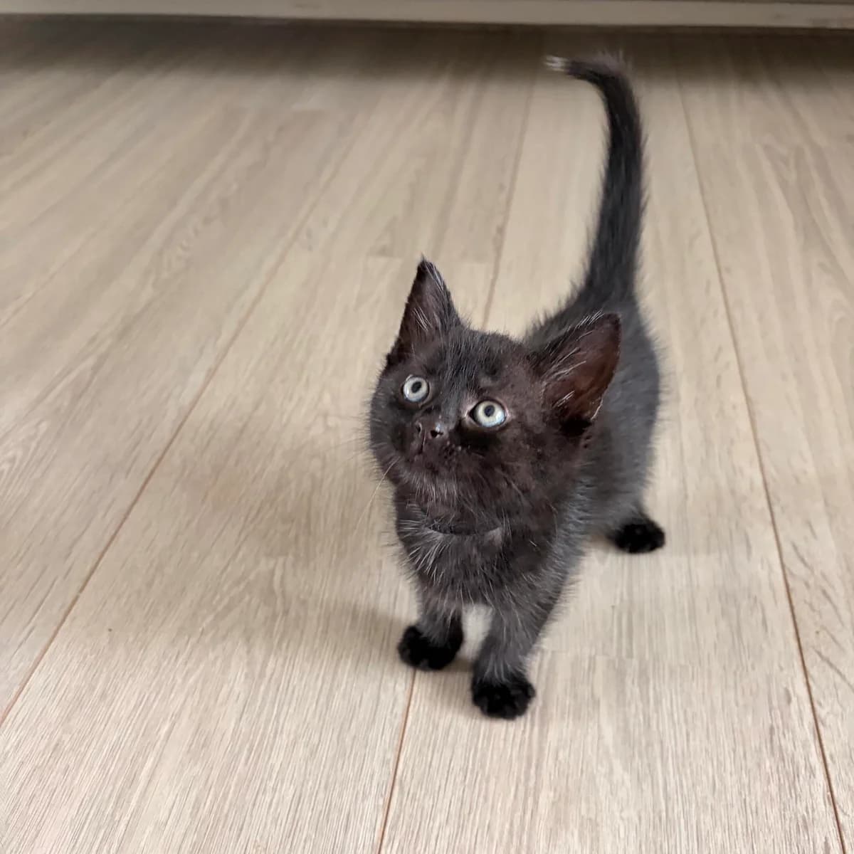 Adoptiepagina, male puppy European Shorthair for adoption at ROZE Eindhoven