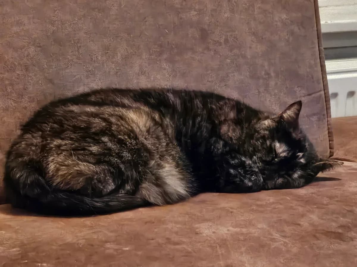 Kees en Floortje, male 6yo Mixed Breed for adoption at Stichting Scheldekat