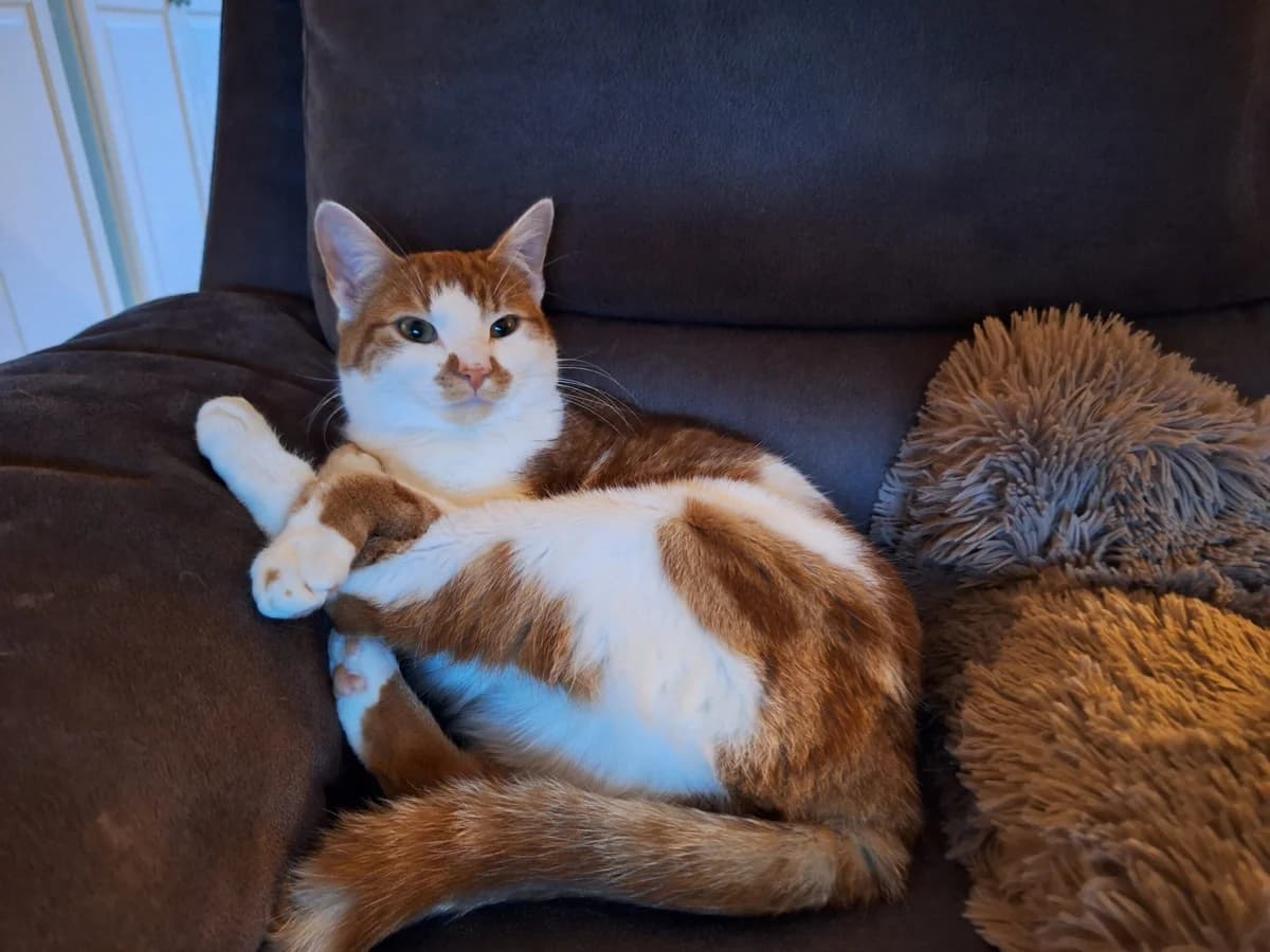 Elin, female 3yo Mixed Breed for adoption at Stichting Scheldekat