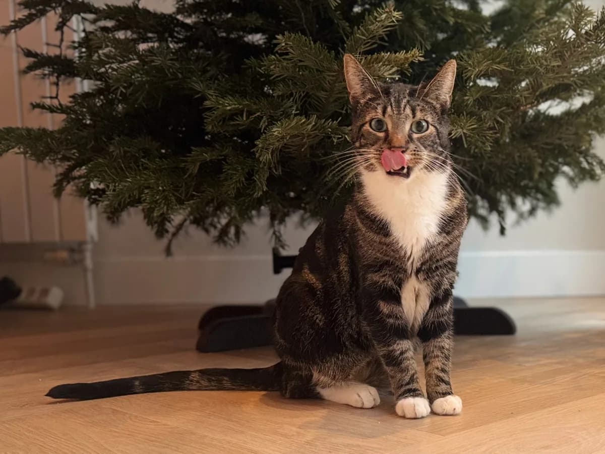 Lennon en Ringo, male 3yo Mixed Breed for adoption at Stichting Scheldekat