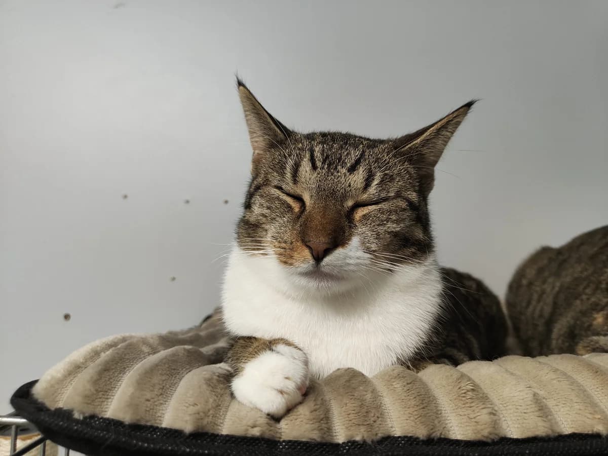 Cas en Taylor, male young Mixed Breed for adoption at Stichting Scheldekat