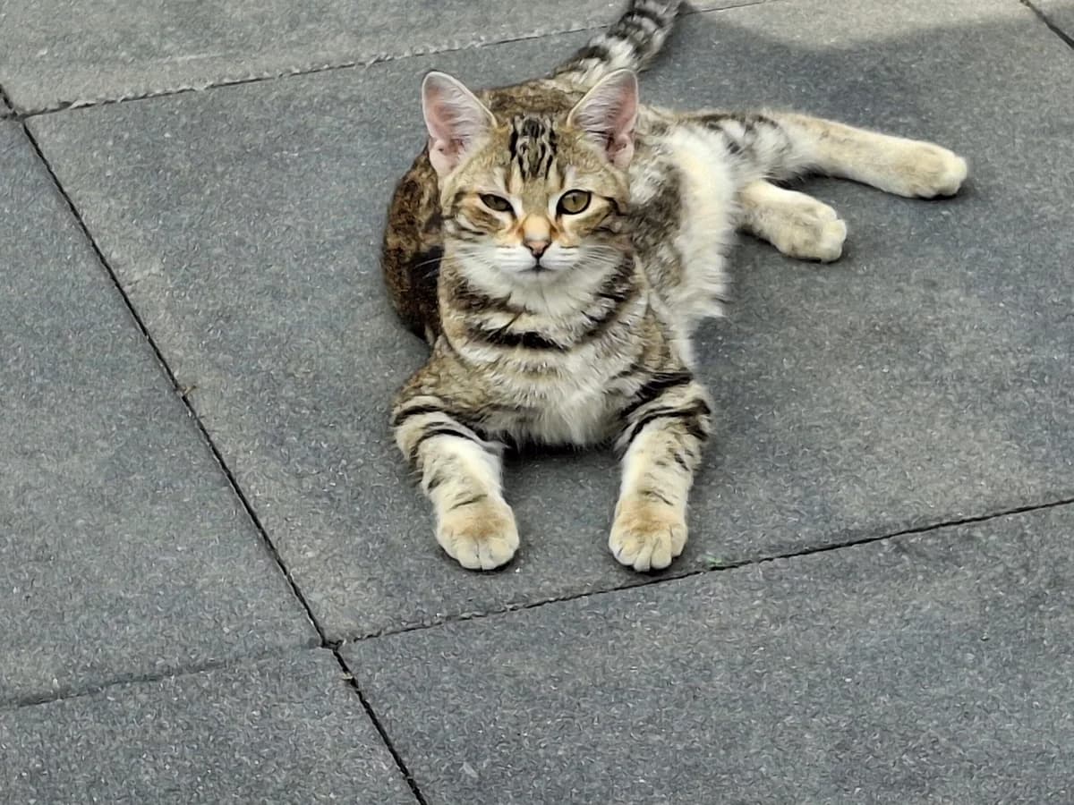 Lilo en Stitch, male young Mixed Breed for adoption at Stichting Scheldekat