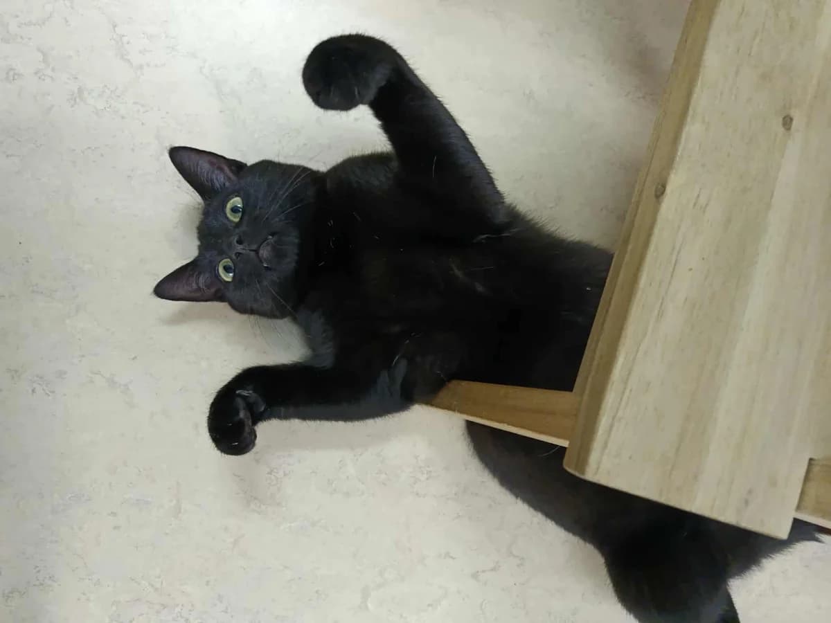 Dash en Moby, male young Mixed Breed for adoption at Stichting Scheldekat