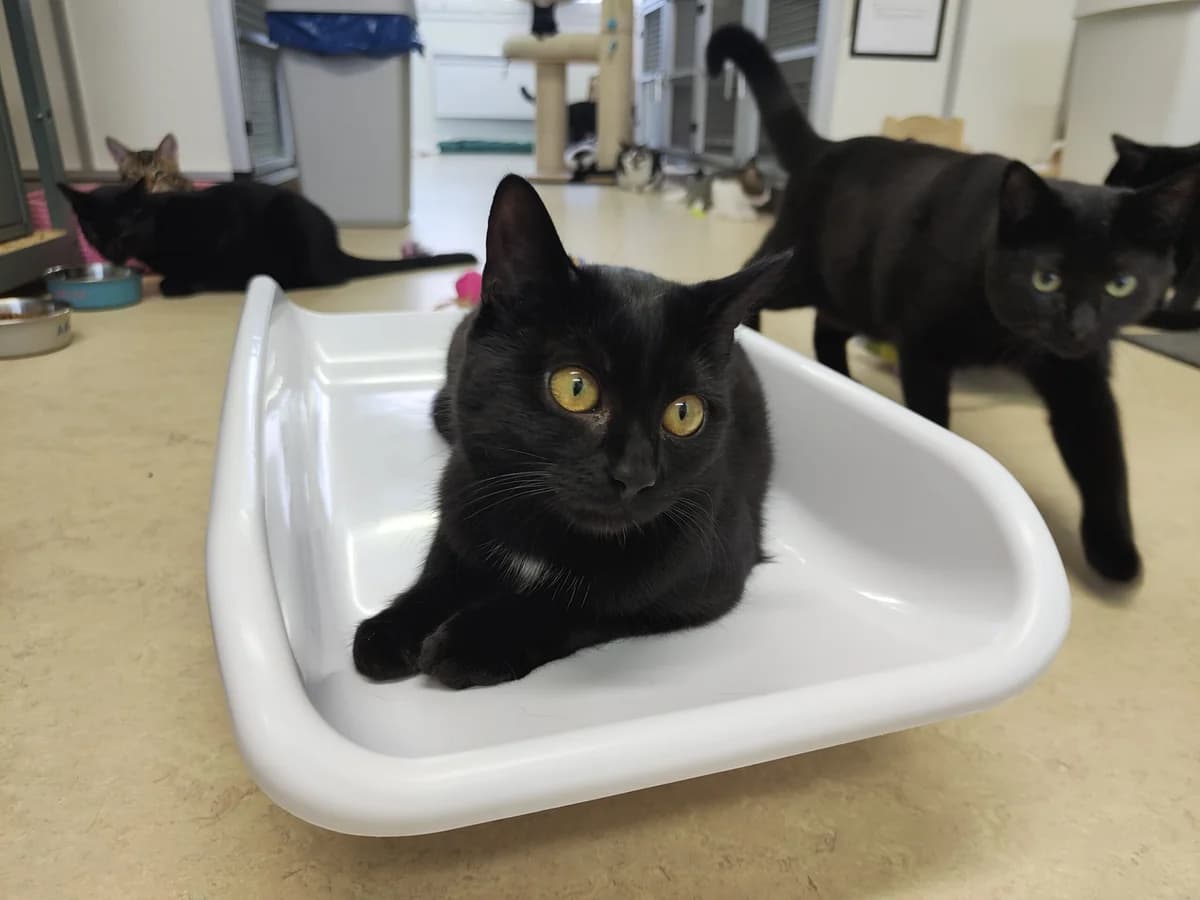 Fay en Eden, young Mixed Breed for adoption at Stichting Scheldekat