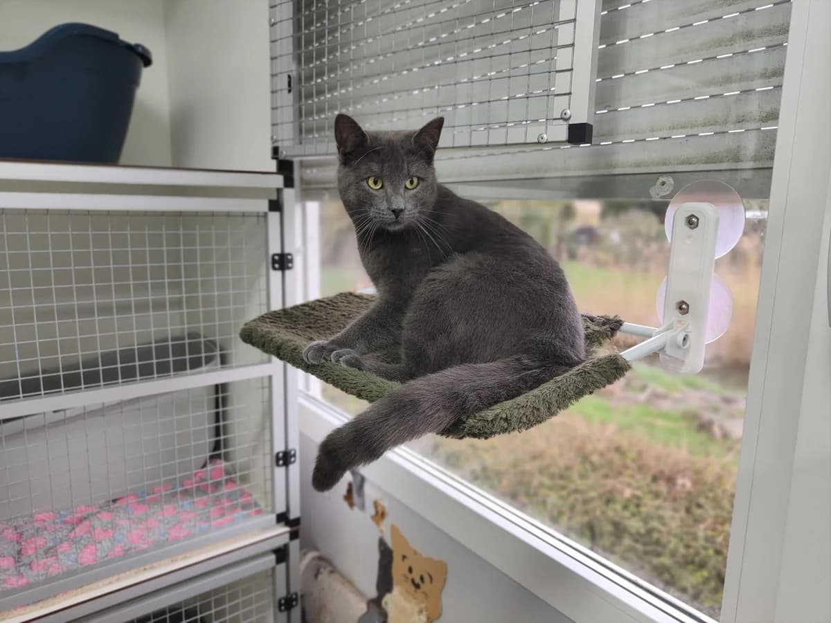 Kenny, Leon en Mara, male young Mixed Breed for adoption at Stichting Scheldekat