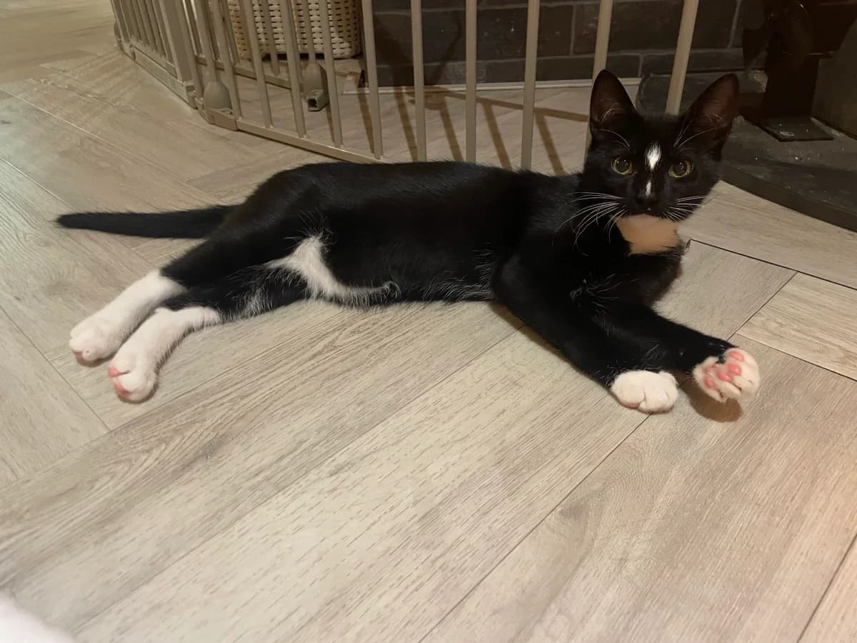Zeus en Sushi, male puppy Mixed Breed for adoption at Stichting Scheldekat