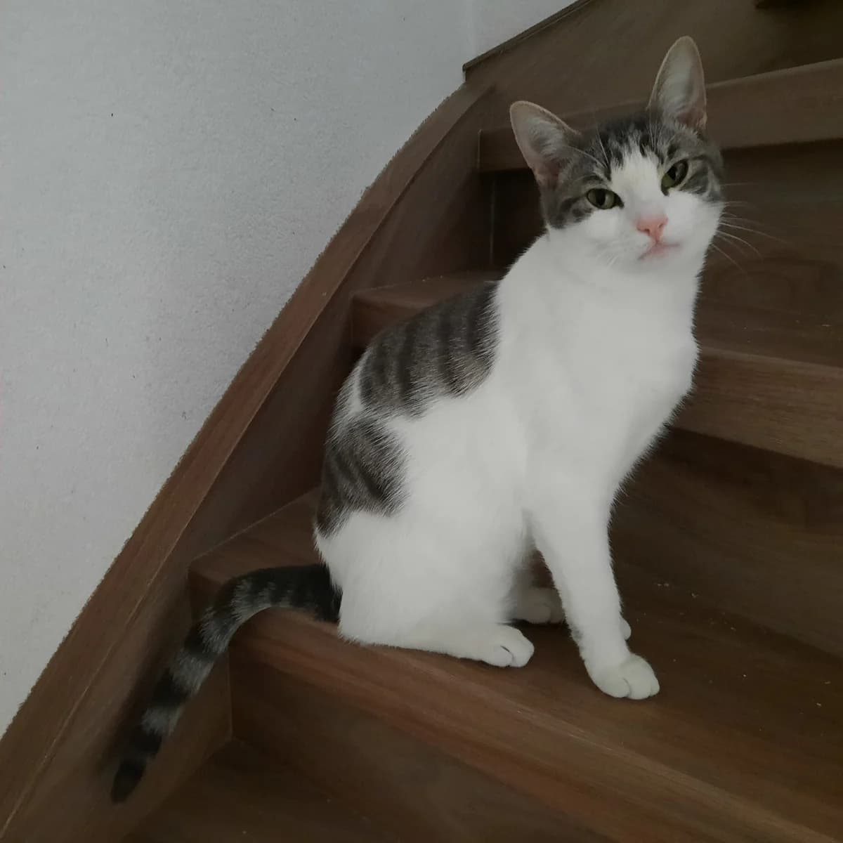 Ollie en Coco, blauw male young Mixed Breed for adoption at Stichting Scheldekat