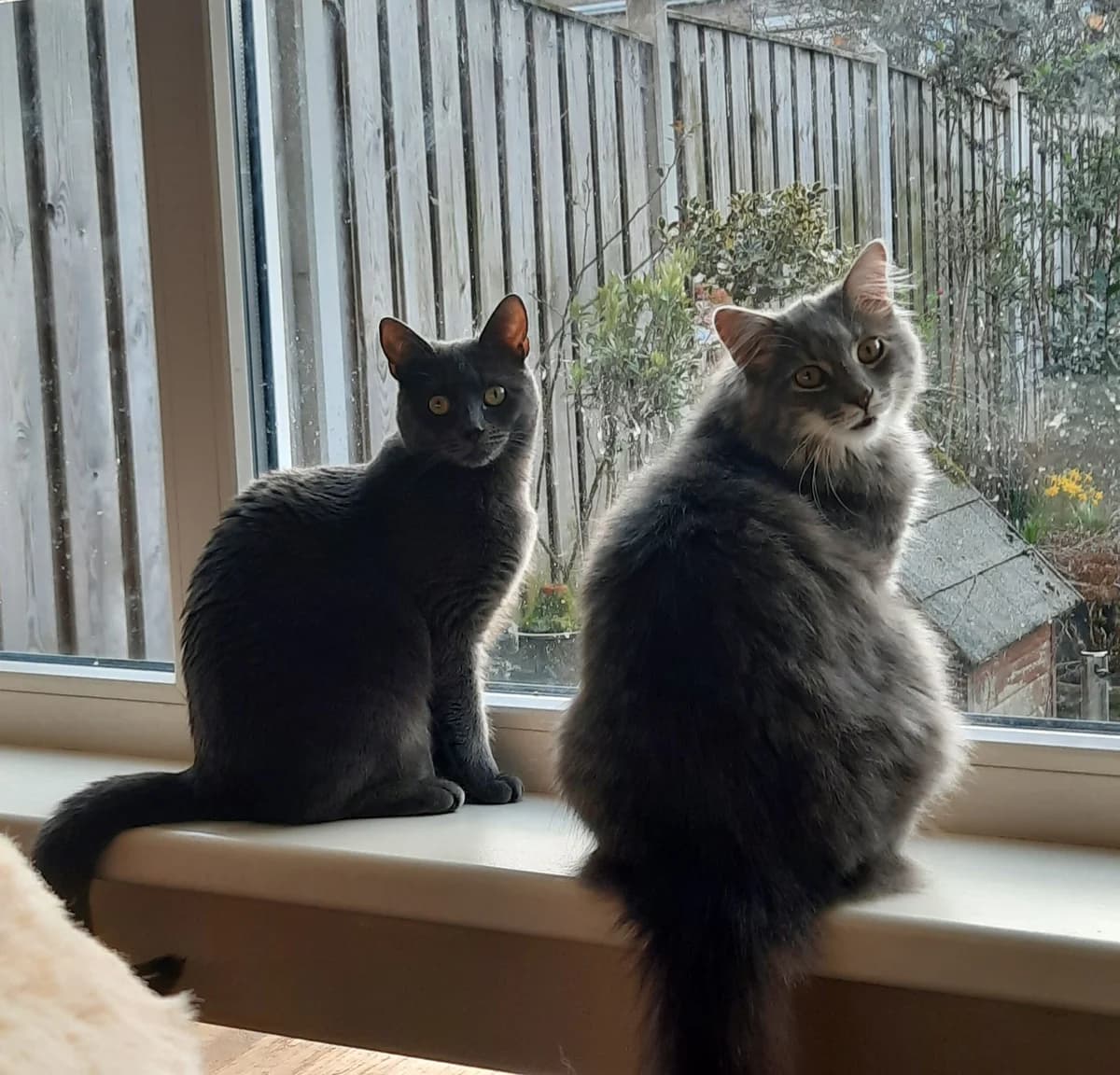 Bella en Sky, male young Mixed Breed for adoption at Stichting Scheldekat