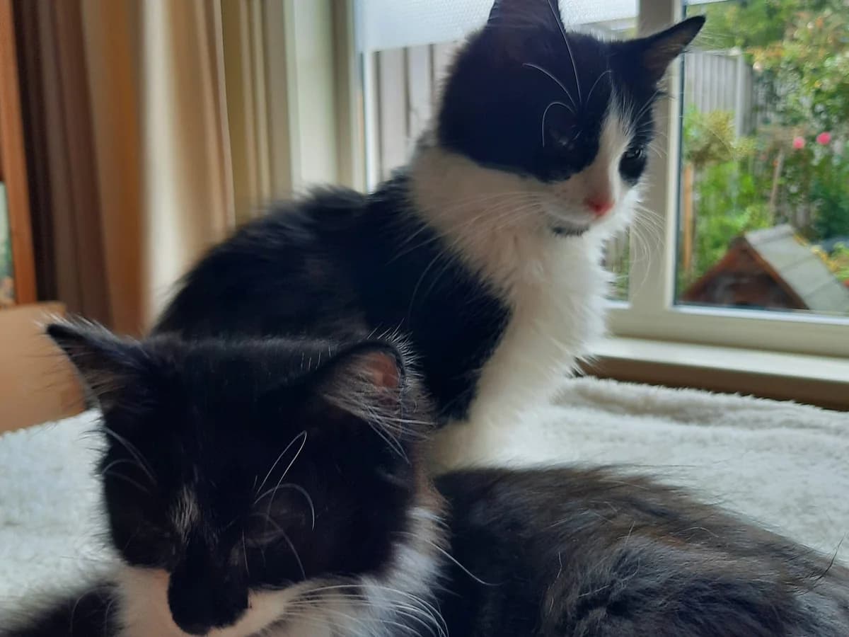 Jules en Joris, zwart male young Mixed Breed for adoption at Stichting Scheldekat