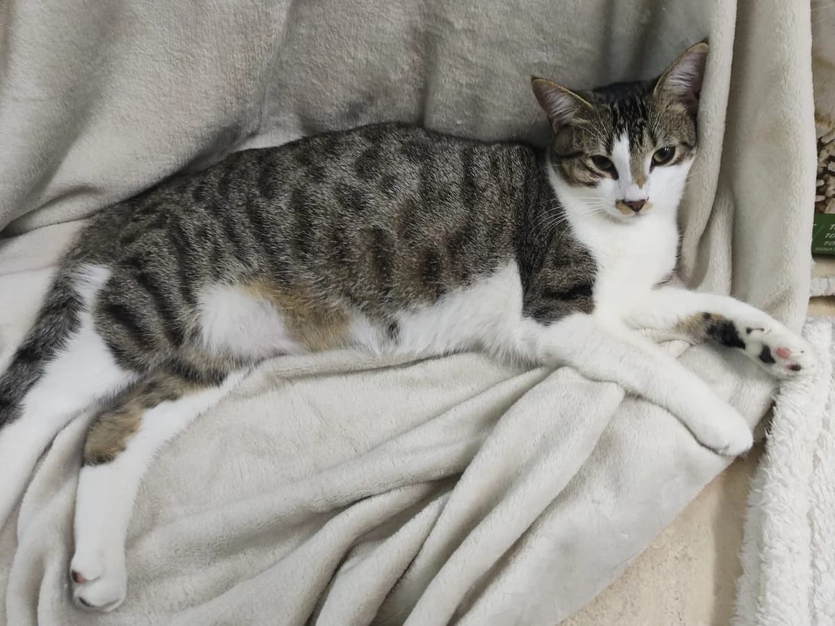 Luca en Kali, male young Mixed Breed for adoption at Stichting Scheldekat