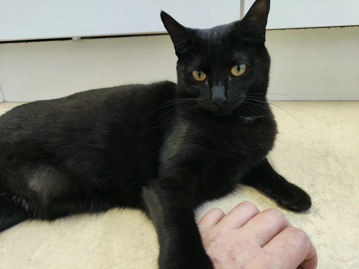 Noah en Ava, male young Mixed Breed for adoption at Stichting Scheldekat