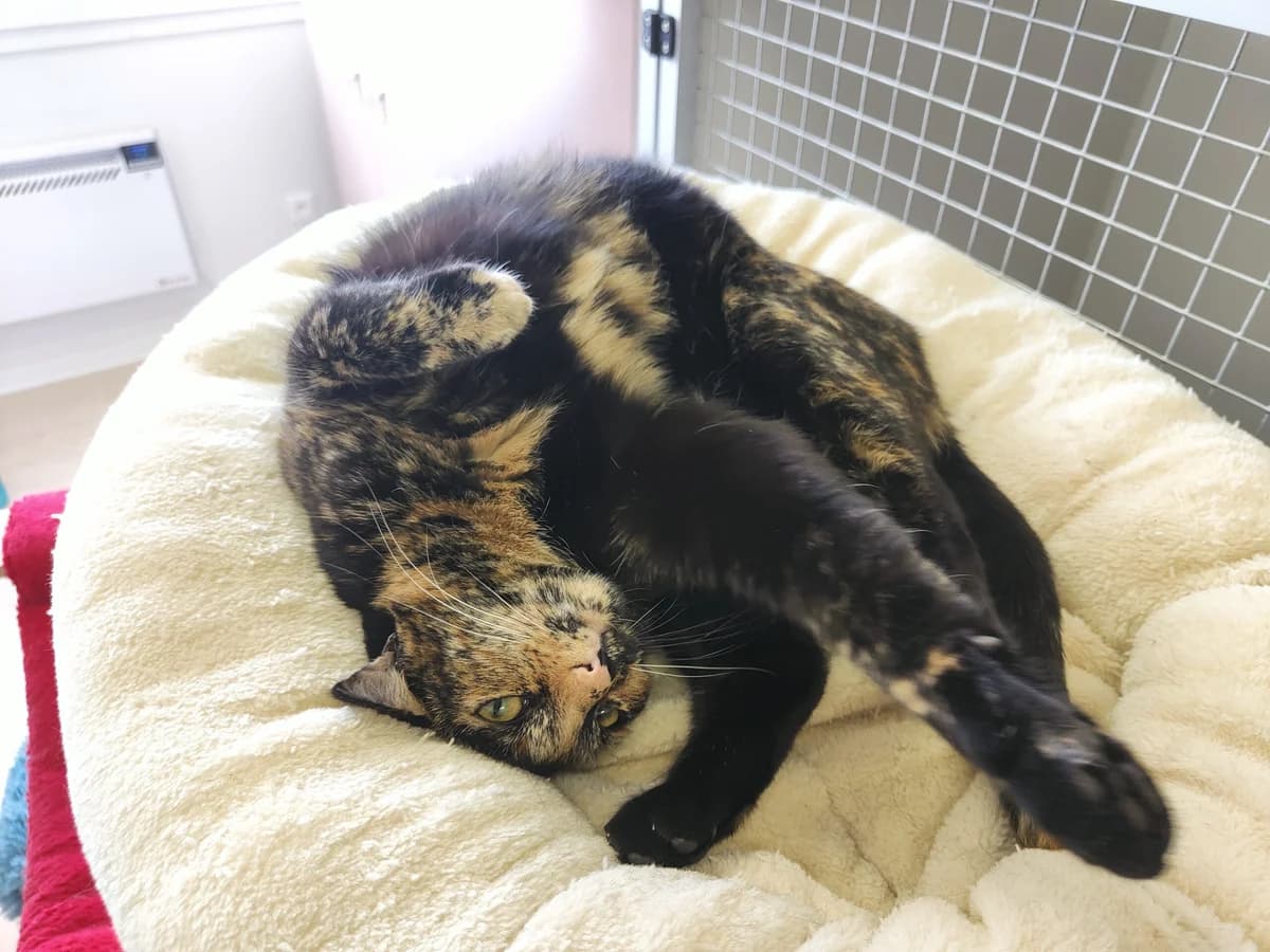 Ariel, Ollie en Soof, male young Mixed Breed for adoption at Stichting Scheldekat