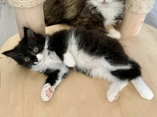 Tikkels en Smarties, chocolade puppy Mixed Breed for adoption at Stichting Scheldekat