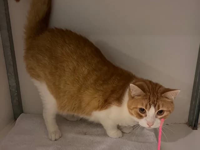 Beer, rood male 3yo Mixed Breed for adoption at Stichting Scheldekat