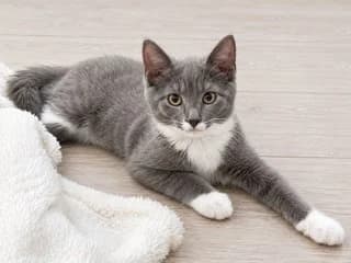 Mentos en Spekje, young Mixed Breed for adoption at Stichting Scheldekat