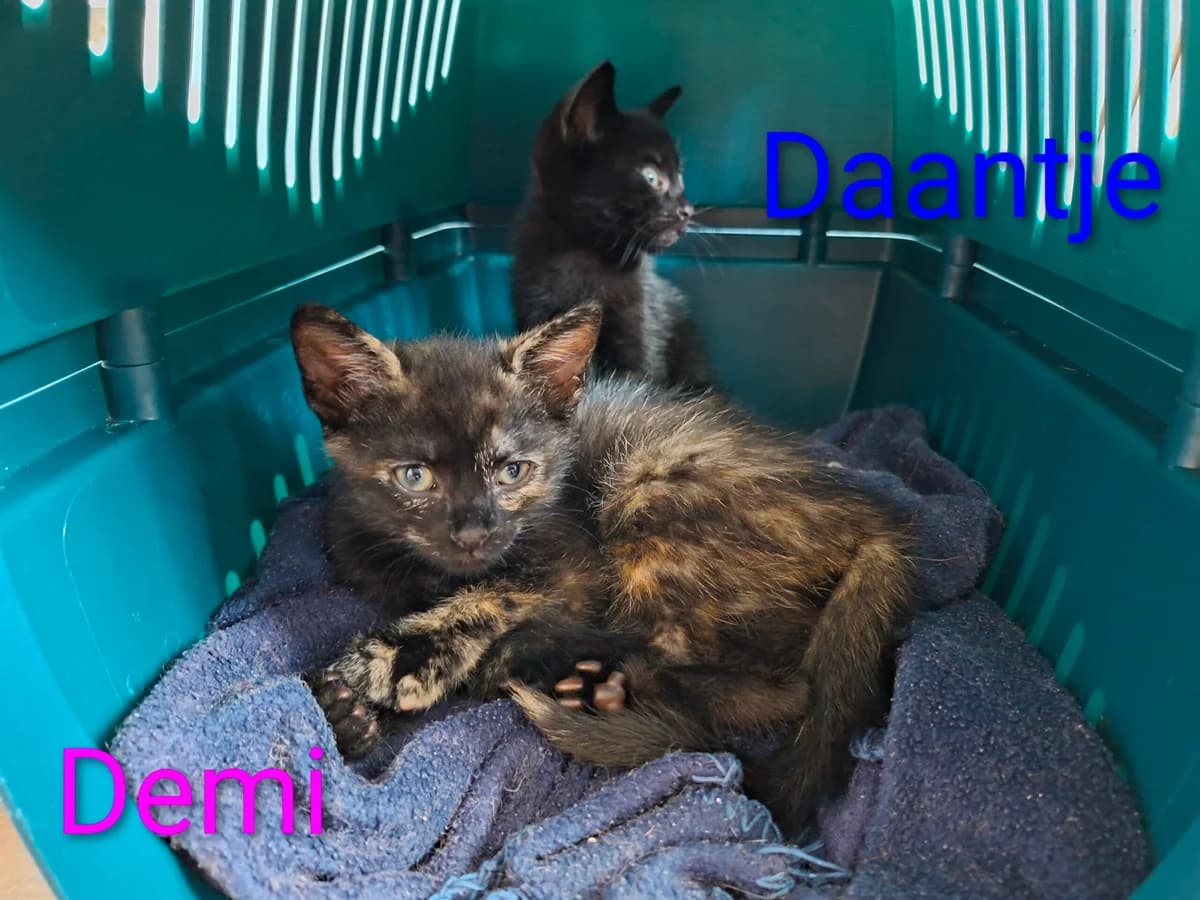 Doeke, Dibbes, Daantje, Demi en Daphne, wit male puppy Mixed Breed for adoption at Stichting Scheldekat