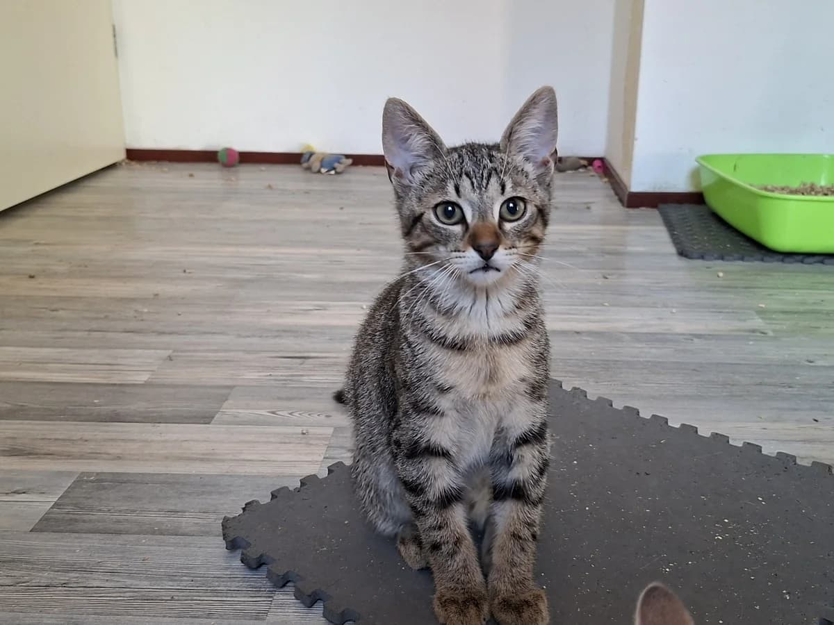 Teddy en Kamek, rood male puppy Mixed Breed for adoption at Stichting Scheldekat