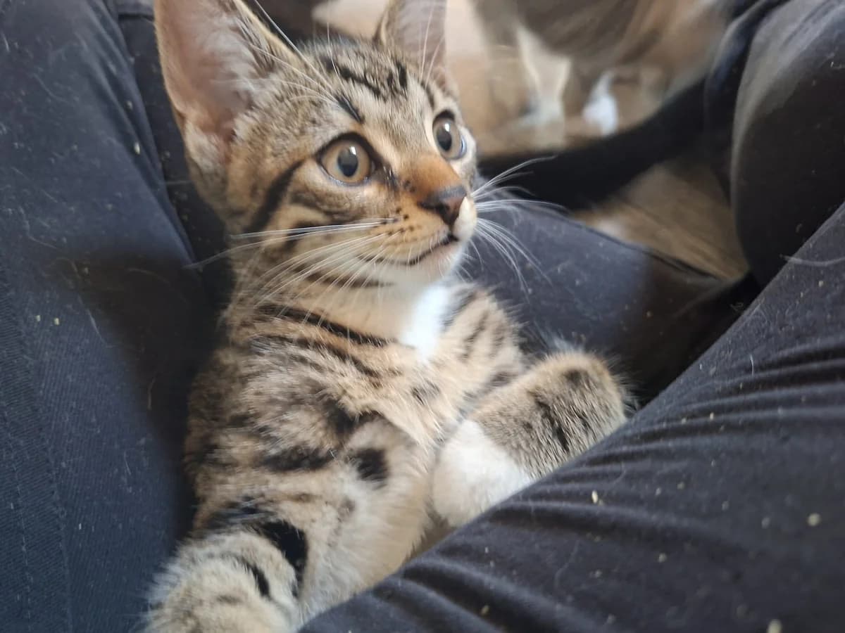 Kirby en Aloy, male puppy Mixed Breed for adoption at Stichting Scheldekat