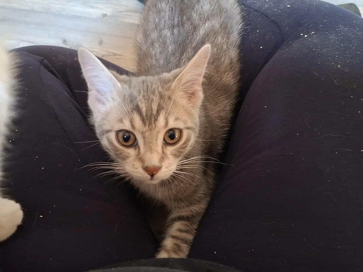 Master Chief en Cloud, zwart male puppy Mixed Breed for adoption at Stichting Scheldekat