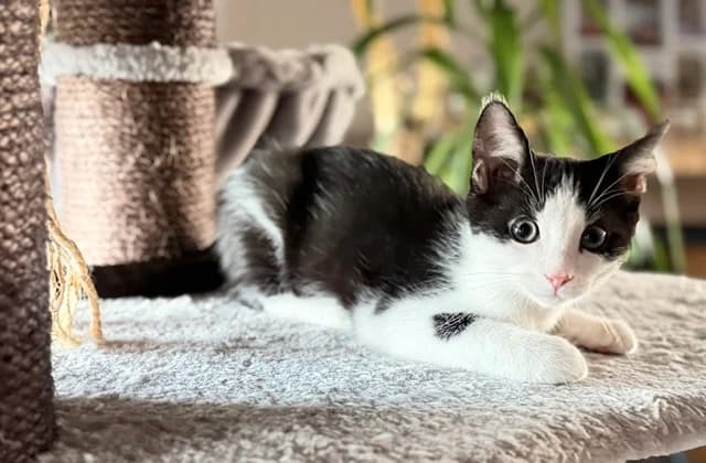 Leo en Balou, zwart male Mixed Breed for adoption at Stichting Scheldekat