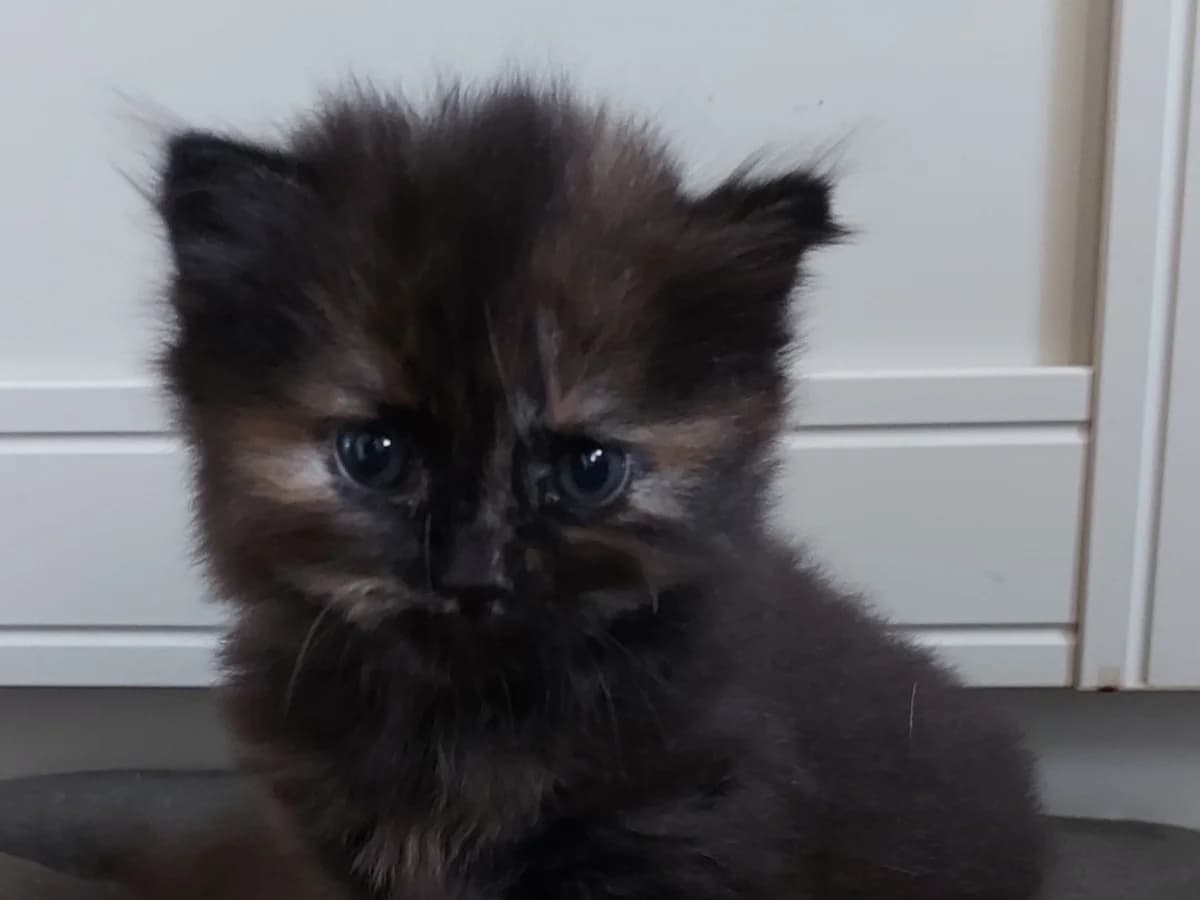 Melon en Sugar, zwart puppy Mixed Breed for adoption at Stichting Scheldekat