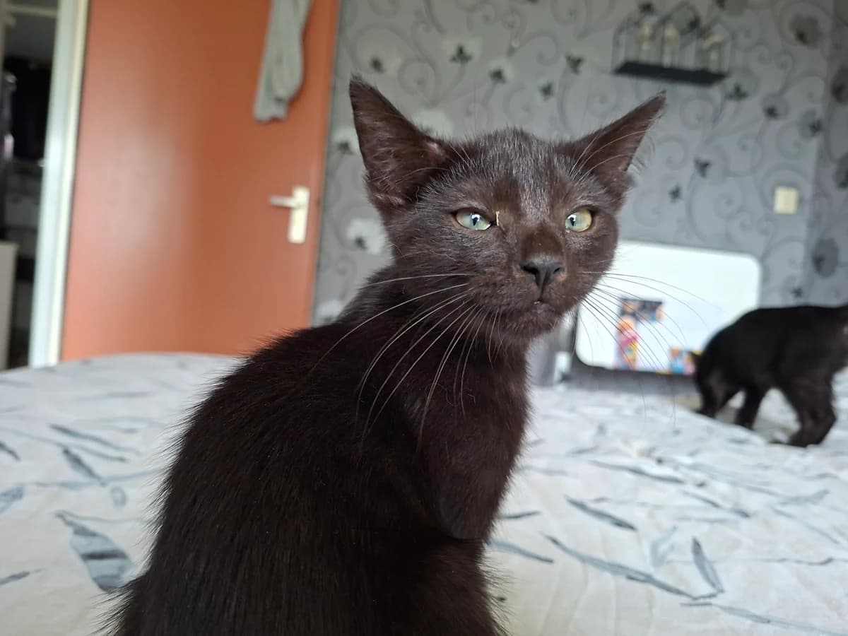 Black en Beauty, male puppy Mixed Breed for adoption at Stichting Scheldekat
