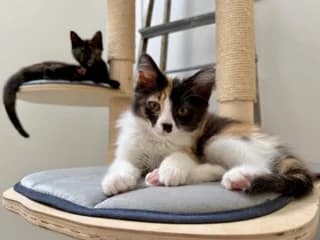 Snoepje en Dropje, puppy Mixed Breed for adoption at Stichting Scheldekat