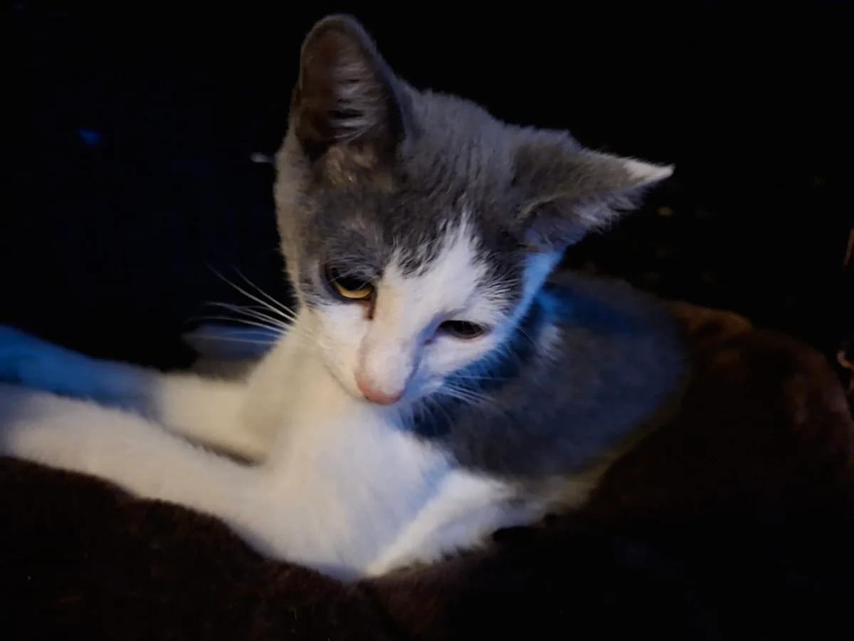Luuk en Liesje, male puppy Mixed Breed for adoption at Stichting Scheldekat