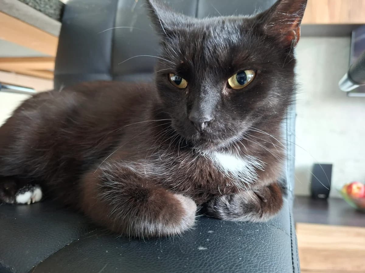 Jet, female young Mixed Breed for adoption at Stichting Scheldekat