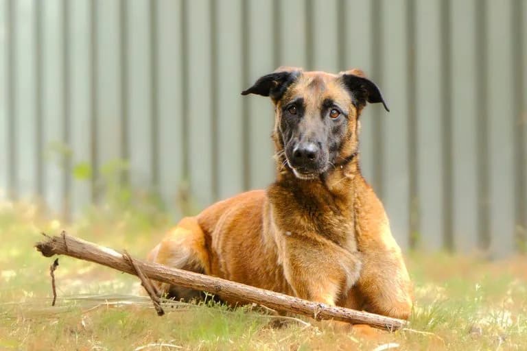 Balou, female Mixed Breed for adoption at Dierentehuis , Vriezenveen