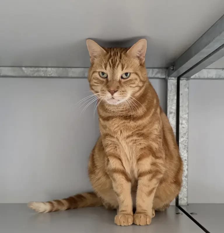 Bartje, male Mixed Breed for adoption at Dierentehuis , Vriezenveen