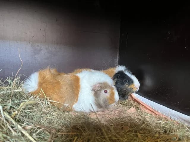 Beertje en Milky, Mixed Breed for adoption at Dierentehuis , Vriezenveen