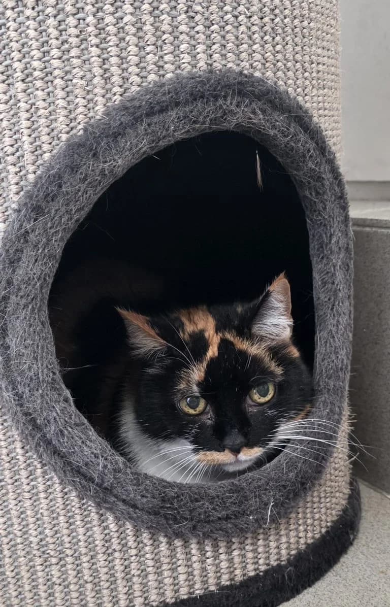 Bella (mia), female Mixed Breed for adoption at Dierentehuis , Vriezenveen