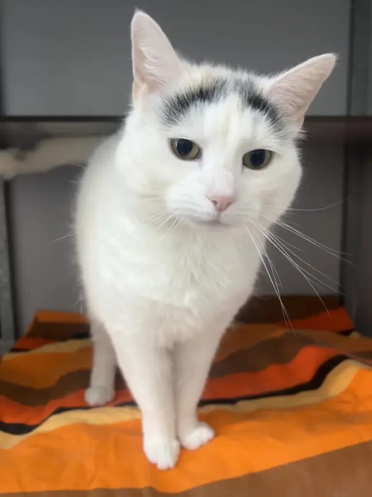 Bobby, female Mixed Breed for adoption at Dierentehuis , Vriezenveen