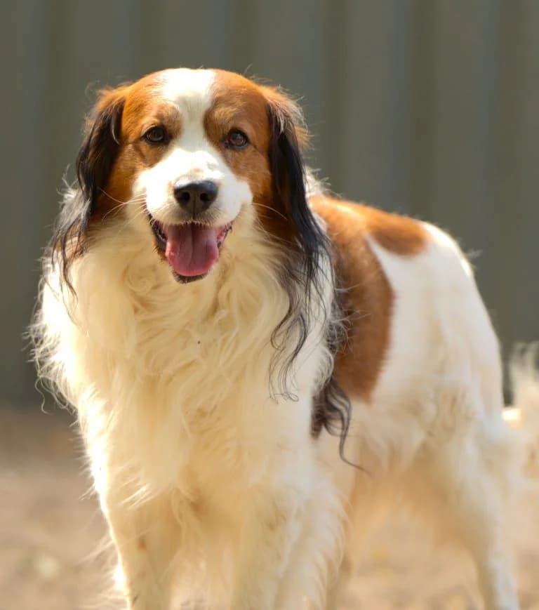 Boy, male Mixed Breed for adoption at Dierentehuis , Vriezenveen