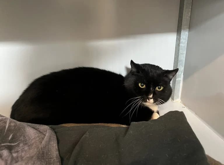 Daan, male Mixed Breed for adoption at Dierentehuis , Vriezenveen