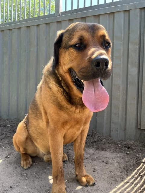 Django, male Mixed Breed for adoption at Dierentehuis , Vriezenveen