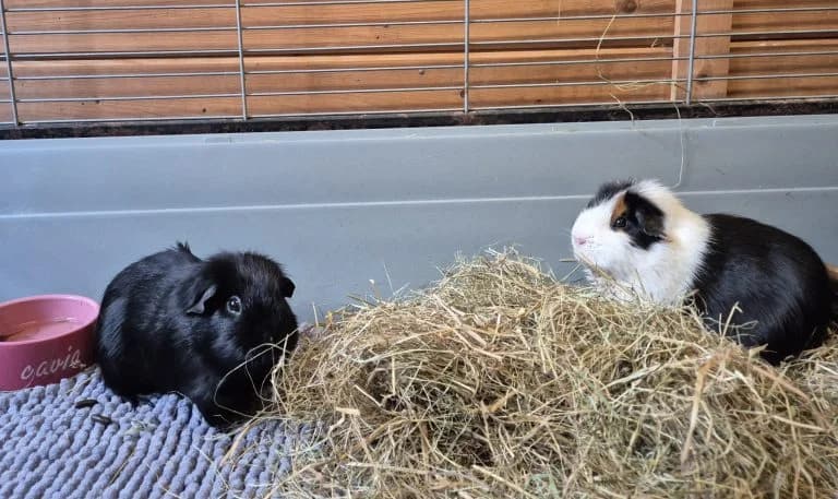 Dropje en Nugget, Mixed Breed for adoption at Dierentehuis , Vriezenveen