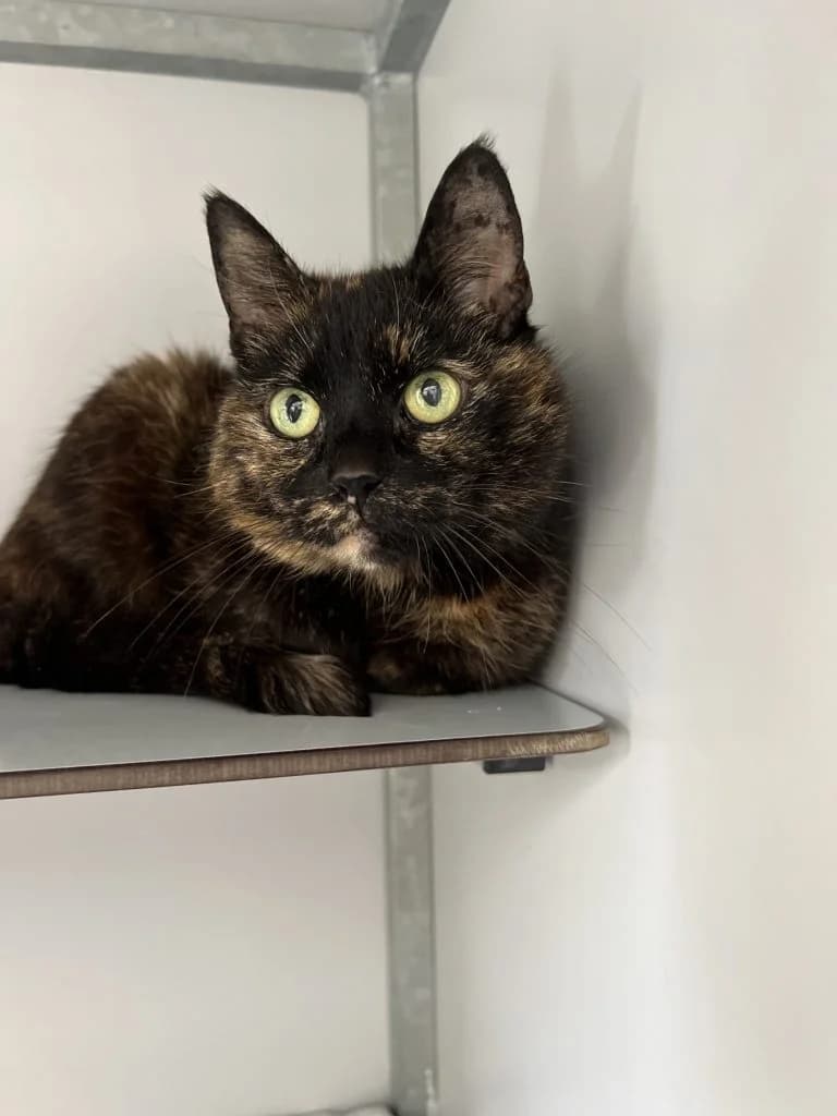 Eula, female Mixed Breed for adoption at Dierentehuis , Vriezenveen