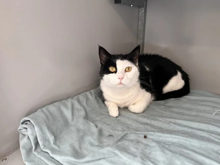 Felia, female Mixed Breed for adoption at Dierentehuis , Vriezenveen